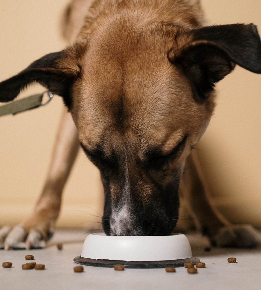 A brown and black dog with upright ears enjoys kibble from a white bowl on the floor, a few pieces scattered around. The background is plain and neutral, perfect for a relaxed moment before a visit to the vet.