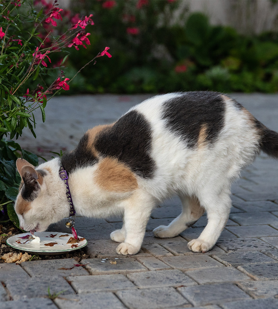 A calico cat wearing a purple collar eats from a dish placed on a cobblestone path outdoors. Bright pink flowers and green foliage are visible in the background. The cat, possibly just back from the vet, has white, black, and orange patches on its fur.