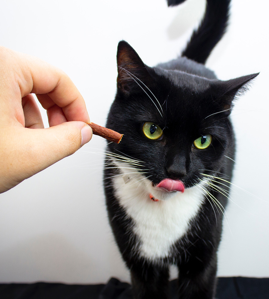 A black and white cat with bright green eyes licks its lips while looking at a treat held by a person's hand. The background is plain white, making the cat and the treat the focal points of the image, reminiscent of a scene from a visit to the veterinarian's office.