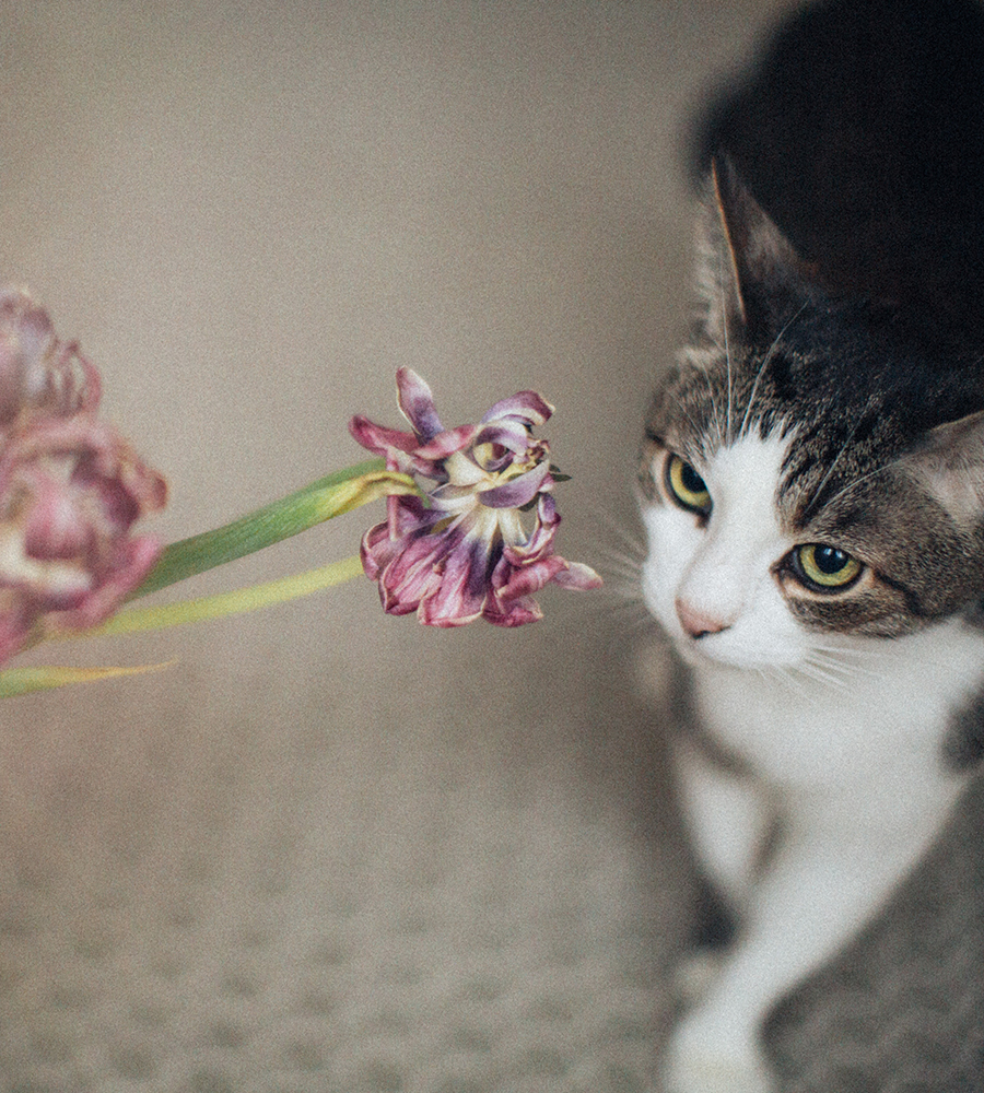 A tabby cat with white fur inspects a fading flower with purple petals. The cat has an attentive and curious expression while standing on a textured surface, as if it's under the watchful eye of a loving veterinarian. The background is softly blurred.