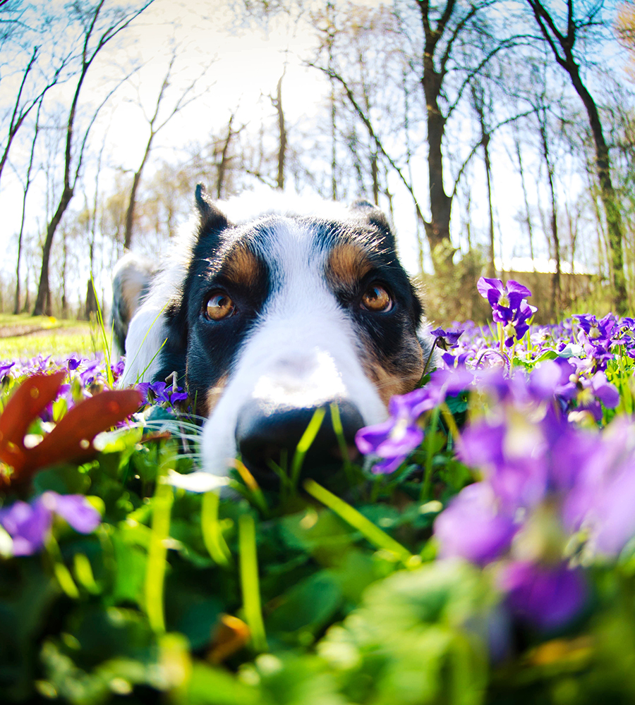 A dog lays in a field of purple flowers with its nose resting on the ground, looking directly into the camera. The background shows a forest with leafless trees and a bright sky, giving the impression of a sunny day in early spring, as if ready for an adventurous visit to the veterinarian.