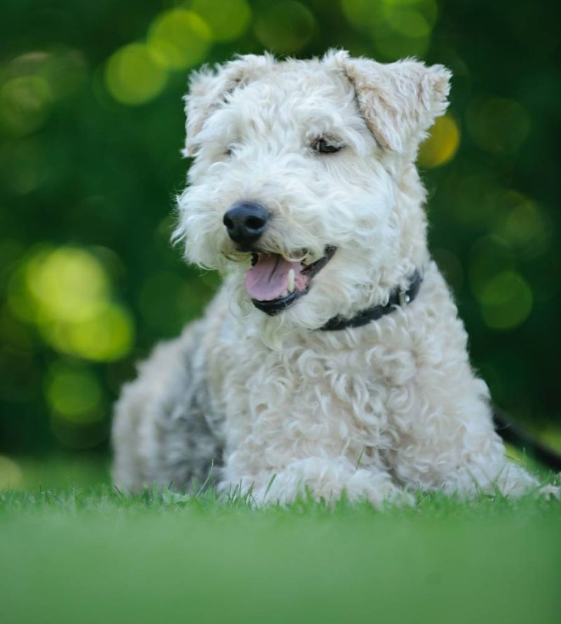 nutritional-counselling-vet-in-aberdeen-aberdeen-veterinary-clinic