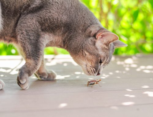 Stop Bugging Me! A Step-By-Step Guide to Treating Bug Bites in Pets
