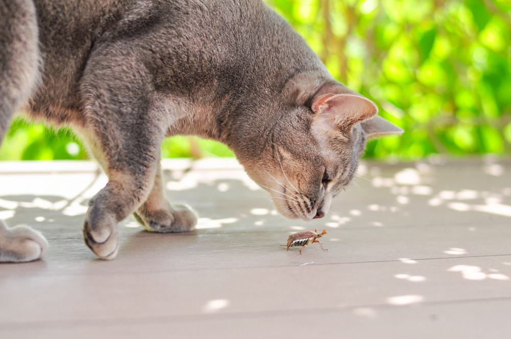 A grey tabby cat curiously sniffs a brown beetle on a wooden surface. The background is blurred with hints of green foliage, indicating an outdoor setting. Sunlight filters through, casting soft shadows—an idyllic scene any veterinarian would appreciate for its window into natural behavior.