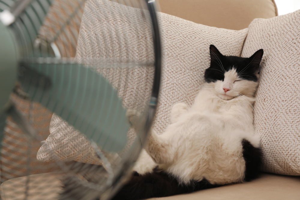 A black and white cat lies on its back on a beige sofa, with two textured cushions supporting it. A vintage-style green fan in the foreground is directed towards the cat, suggesting the cat is enjoying a cool breeze—just what the vet would recommend for keeping pets comfortable.