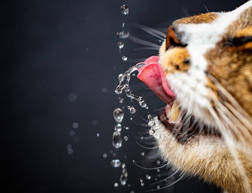 9 Refreshing Ways to Increase Your Cat’s Water Intake
