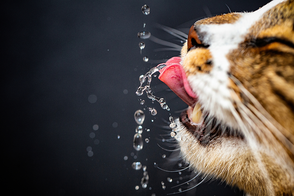 Close-up of a cat drinking water. The cat's pink tongue is extended and catching droplets of water mid-air against a dark background. The image, worthy of a vet's admiration, captures details of the cat's fur, whiskers, and open mouth.