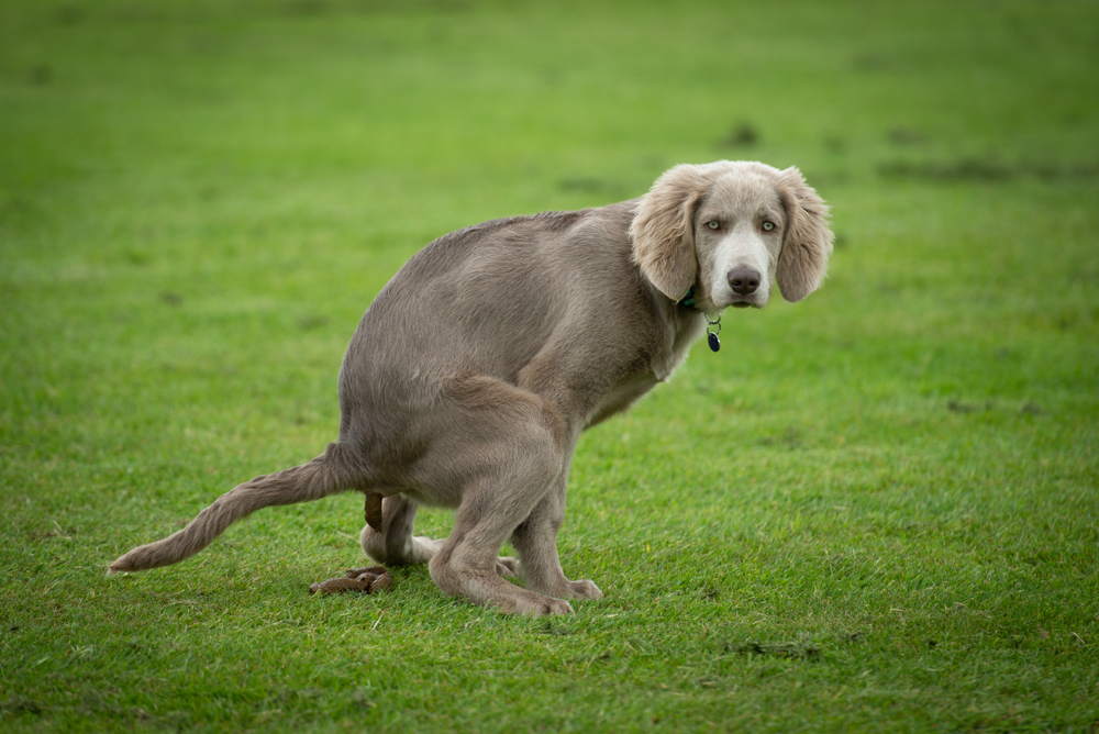 A dog with a grey-brown coat and floppy ears is squatting on a grassy field, appearing to relieve itself. The dog is looking directly at the camera, possibly awaiting approval from its veterinarian.