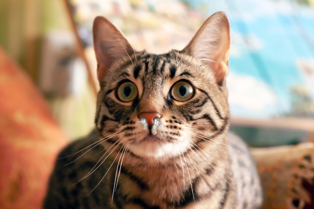 A close-up of a brown tabby cat with dark stripes looking directly at the camera. The cat has large, round, green eyes and prominent vertical stripes on its cheeks and forehead. The background is slightly blurred, showing colorful elements you might find in a veterinarian's office.