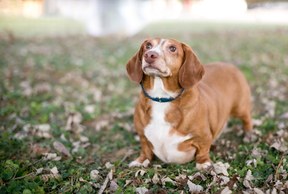 A brown and white dachshund with a blue collar stands on a grass and leaf-covered ground, looking up with a curious expression, perhaps searching for its veterinarian. The background is blurred, highlighting the dog as the central focus of the image.