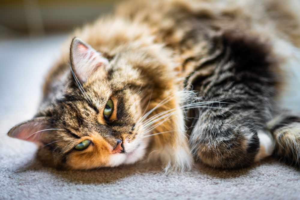 A fluffy, long-haired cat with green eyes is lying on a carpet, looking directly at the camera. The cat's fur is a mix of brown, black, and white, and its body is partially curled, giving a relaxed and content appearance. This serene scene makes you think it just came back from a check-up at the vet.