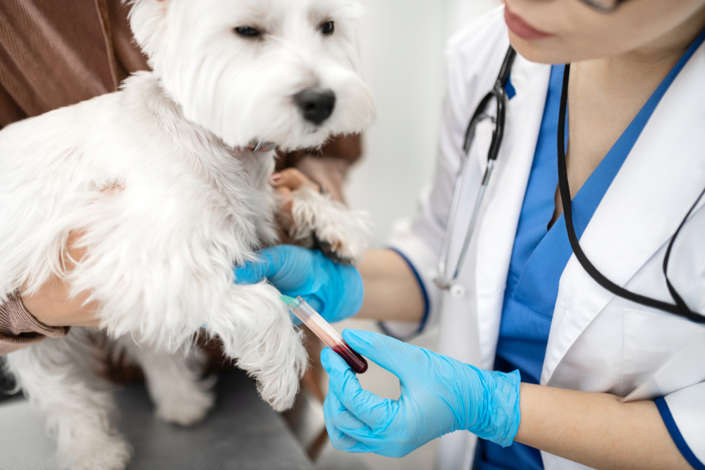 A small dog, held by a person, is getting blood drawn by a veterinarian wearing blue gloves, a white coat, and a stethoscope. The vet is using a syringe to collect the blood sample from the dog's front leg.