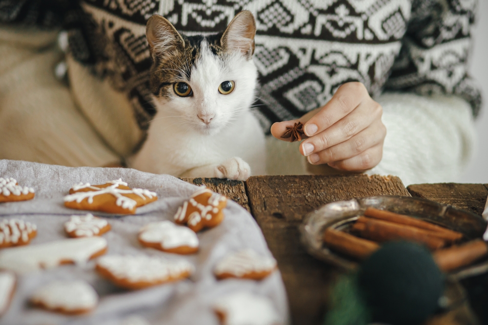 A white and black cat with curious eyes sits near a table covered with decorated gingerbread cookies. A person wearing a patterned sweater, likely a loving owner or even a vet, is holding a piece of star anise next to the cat. The table also has a tray with cinnamon sticks.