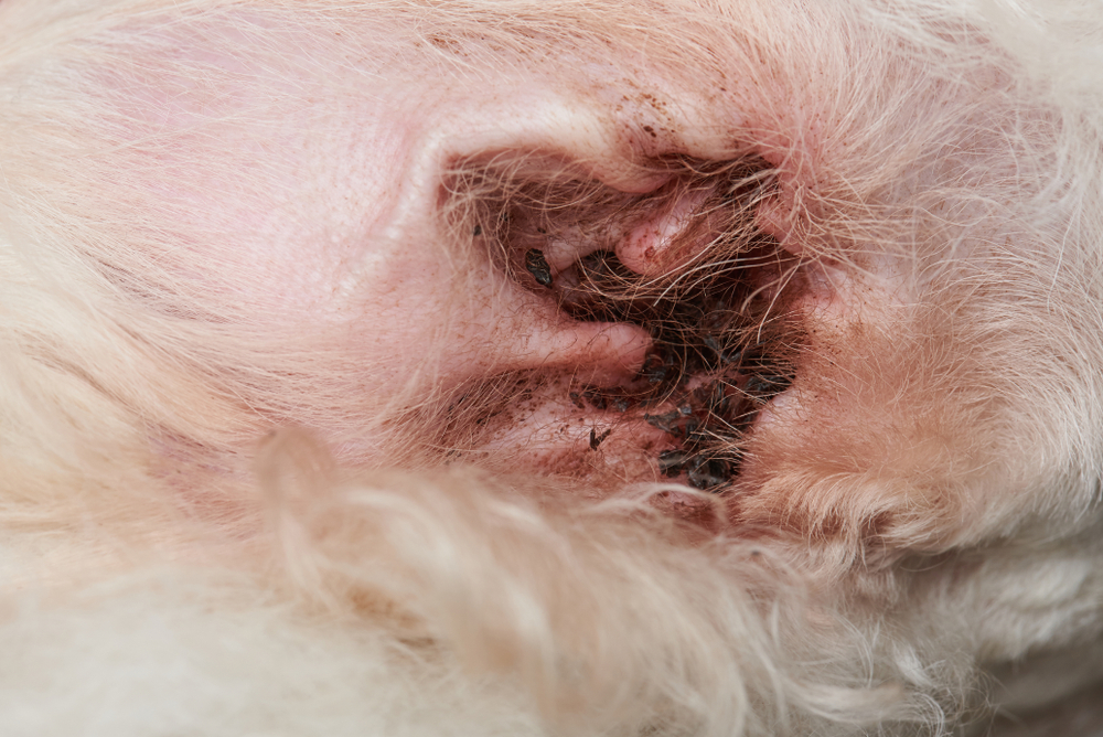 Close-up of a dog’s ear showing a severe ear infection. The ear canal is inflamed, and there is a buildup of dark brown wax and debris. A veterinarian would likely notice the surrounding fur is matted and moist, indicating possible discomfort for the animal.