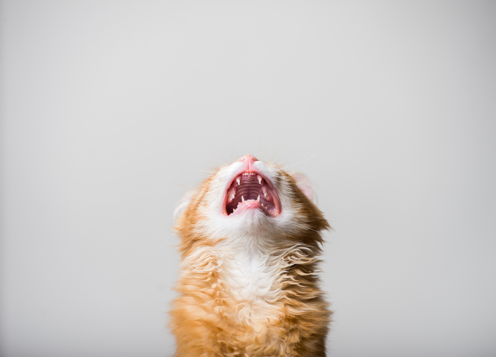 A close-up of an orange tabby kitten with its head tilted upward, mouth open wide as if meowing or yawning. The background is a plain light grey, making the kitten’s fluffy fur and open mouth the focal point of the image—perfect for a veterinarian's office display.