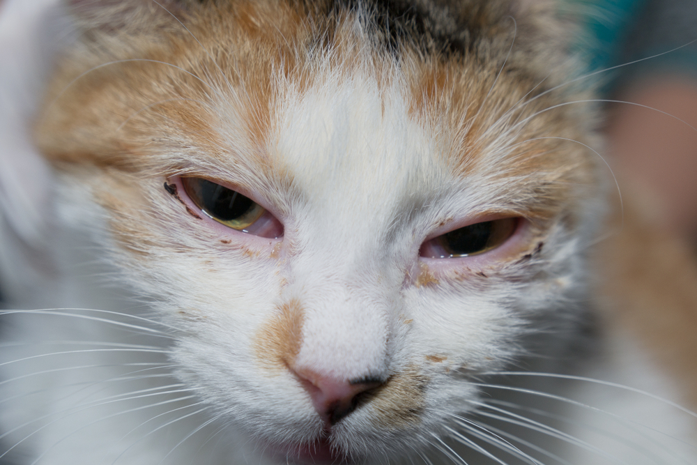 Close-up image of a cat with a white and ginger fur pattern. The cat has pink, swollen eyes that appear to be irritated or infected. The overall expression seems tired or uncomfortable, indicating it may need a vet's attention.