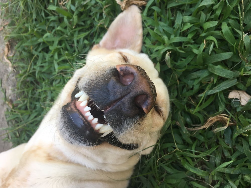 A dog with light fur is lying on its back on a patch of green grass, with its eyes closed and its mouth open in what appears to be a happy grin, showing its teeth—a picture-perfect moment that would make any vet proud.