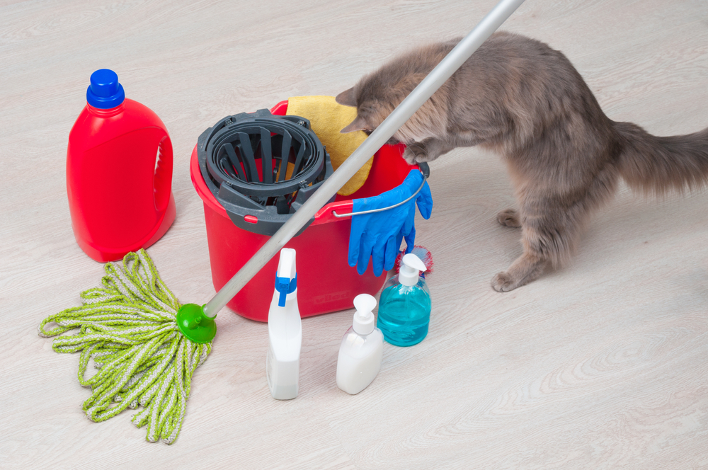 A fluffy gray cat curiously peeks into a red cleaning bucket surrounded by various cleaning supplies, including a green mop, spray bottles, gloves, and a detergent bottle on a light wooden floor—an amusing sight that might surprise even the most seasoned veterinarian.