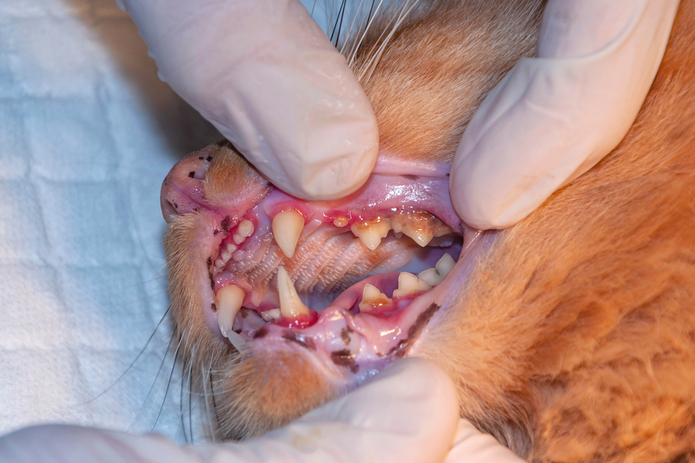 A veterinarian wearing white gloves examines the dental health of an orange cat. The cat's mouth is open, showing its teeth and gums. Some teeth appear in poor condition, highlighting dental issues. The vet works diligently as the cat lies on a crisp white cloth.