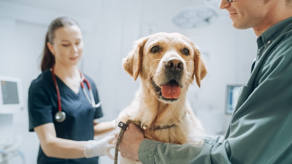 A golden retriever sits on an examination table, looking cheerful with its tongue out. A vet in a black uniform stands behind the dog with a stethoscope, and a person in a green shirt holds the dog gently at the front.