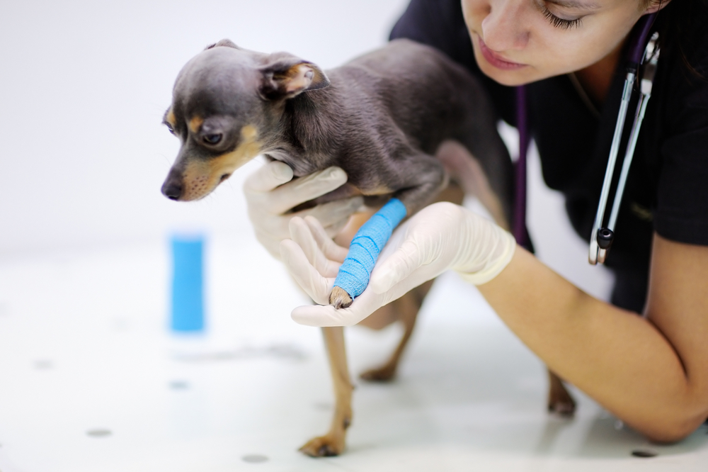 A small dog with a blue bandage on its leg is being gently examined by a veterinarian wearing gloves. The vet appears to be inspecting the bandaged leg, ensuring the dog's comfort. The background is a clean, white surface typical of a veterinary clinic.