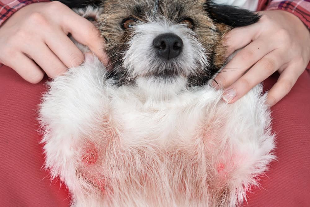 A small dog with white and brown fur lies on its back, exposing its belly. The dog appears relaxed and is being gently held by a pair of human hands, possibly those of a veterinarian. The dog's paws are in the air, and it looks content and at ease.