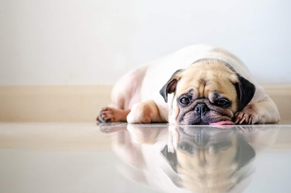 A pug lies on the floor with its head resting and tongue slightly out, looking relaxed. Its reflection is visible on the polished surface beneath it, almost as if a veterinarian had perfectly groomed it. The background is a plain, light-colored wall.