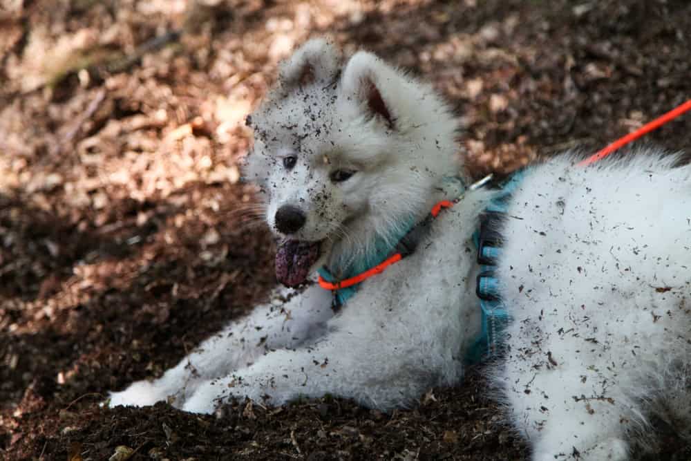 A fluffy white dog is lying on the ground with its tongue out, covered in dirt and leaves. It wears a bright orange leash and a blue harness. The surrounding area is earthy with fallen leaves and twigs, perfect for a vet to check on its outdoor escapades.