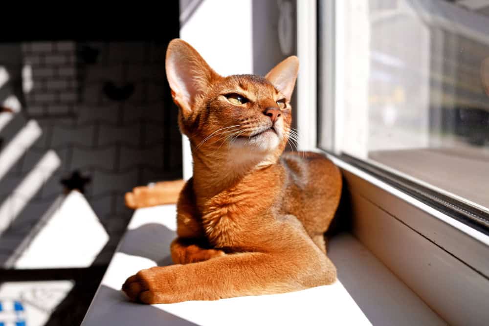 A sleek, brown cat with large, alert ears lounges on a windowsill, basking in the sunshine. The cat appears relaxed and content, much to the veterinarian's delight, with its head slightly tilted upwards towards the light. Sunlight streams in, illuminating its smooth fur.