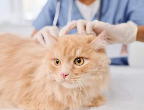 Tips for Stress-Free Veterinary Visits