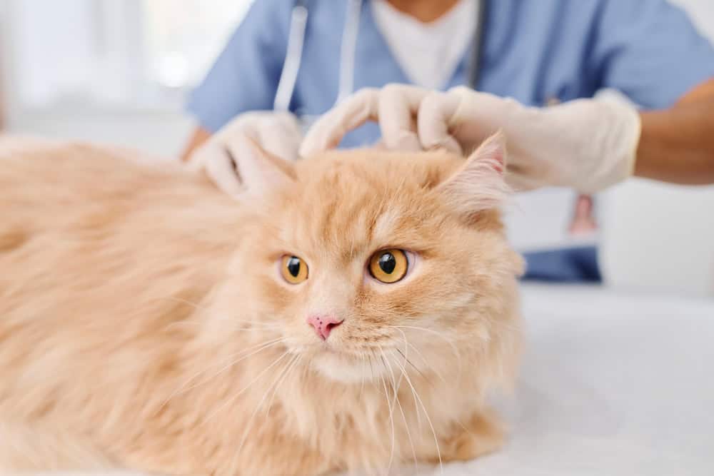 A fluffy orange cat with yellow eyes sits on a white surface, being examined by a veterinarian in blue scrubs and white gloves. The vet's hands are gently inspecting the cat's ears.