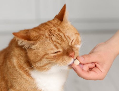 Pro Tips for Successfully Medicating Your Pet