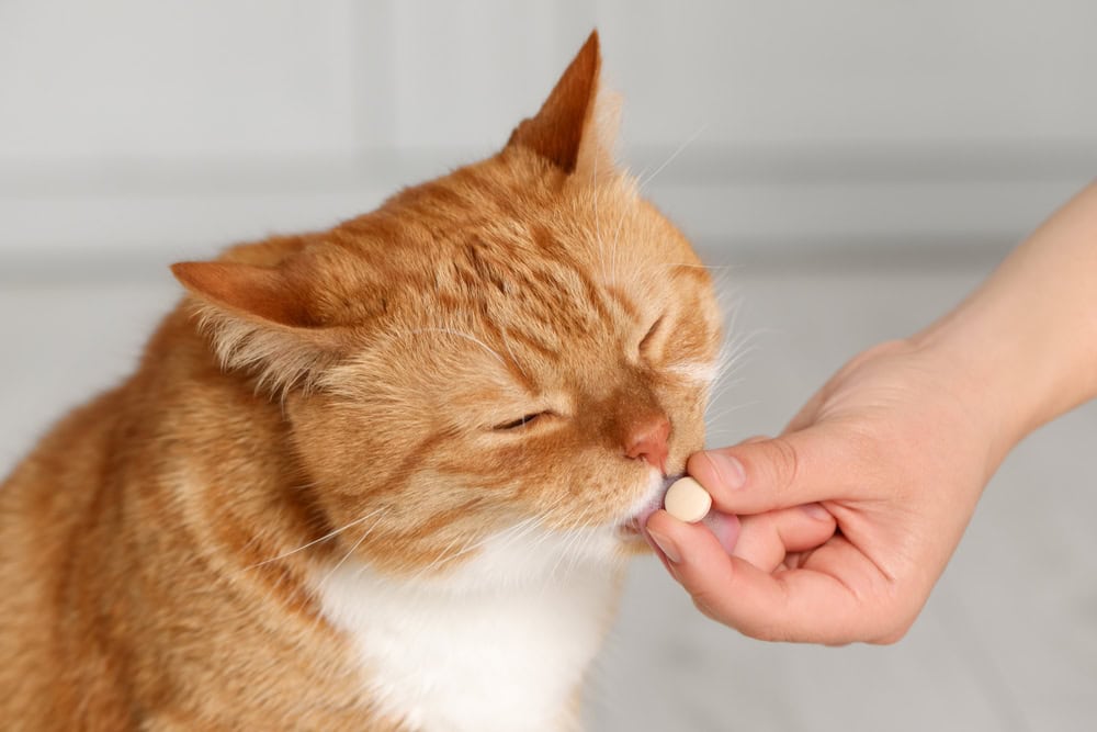 A ginger and white cat with closed eyes is in the process of being fed a small white treat by a human hand, possibly from a veterinarian. The background is a blurred indoor setting, making the focus on the interaction between the cat and the hand.