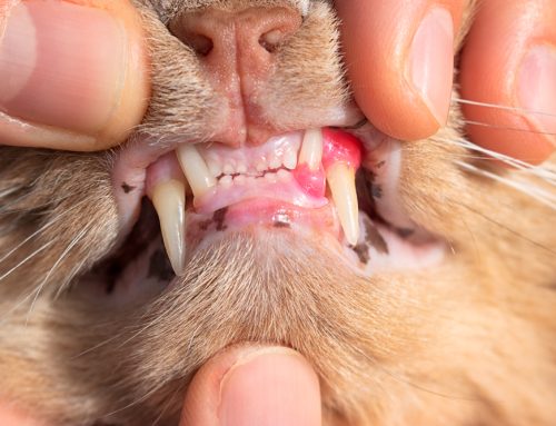 Feline Resorptive Lesions: A Guide for Cat Owners