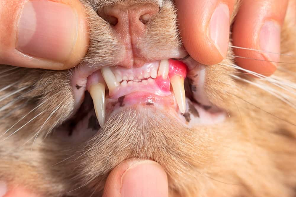 Close-up of a cat's mouth being gently held open by human fingers to reveal its teeth and gums. The cat's gums appear inflamed and reddish in one area, suggesting a possible dental issue or infection.