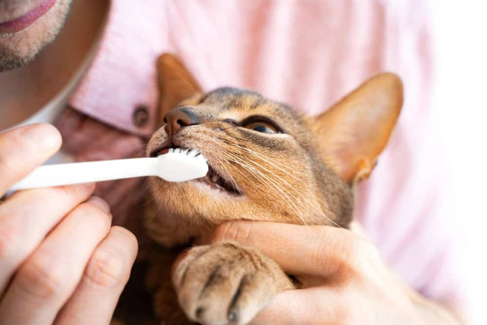 A person in a pink shirt is gently holding a brown cat while brushing the cat's teeth with a white toothbrush. The cat appears calm and cooperative during the dental care routine.