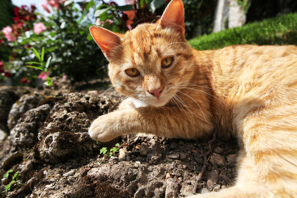 Cute,Red,Cat,Portrait,In,The,Nature